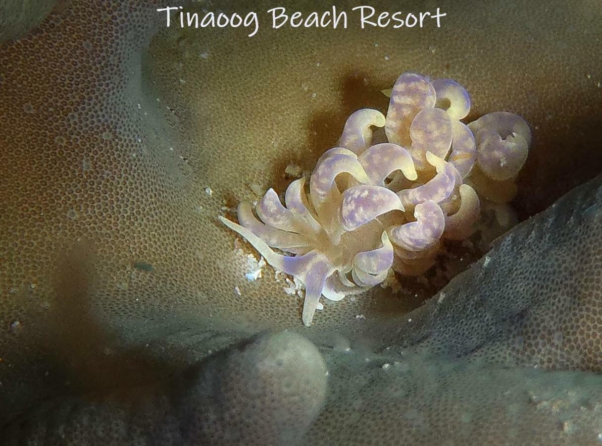 Tinaoog Beach Resort Alad المظهر الخارجي الصورة
